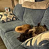 Felix Alexander joined the competition — help win amazing prizes! cat, black_cat, ginger_cat, couch, pillow, blanket, living_room, indoor, furniture, relaxing, sleeping, cozy, home, pet, animal, floor, lamp, curtain, wood_floor, decor