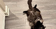 Felix Alexander is registered to the contest to win money with this photo: cat, black_cat, fluffy, lying_down, floor, wood_floor, yellow_eyes, pet, indoor, curious, furniture, stool, animal, fur, looking_up, relaxed, domestic, cute, whiskers, tail