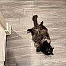 cat, black_cat, fluffy, lying_down, floor, wood_floor, yellow_eyes, pet, indoor, curious, furniture, stool, animal, fur, looking_up, relaxed, domestic, cute, whiskers, tail