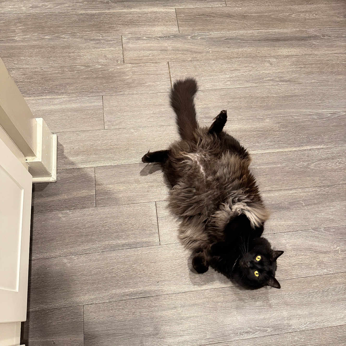 Felix Alexander is registered to the contest to win money with this photo: cat, black_cat, fluffy, lying_down, floor, wood_floor, yellow_eyes, pet, indoor, curious, furniture, stool, animal, fur, looking_up, relaxed, domestic, cute, whiskers, tail