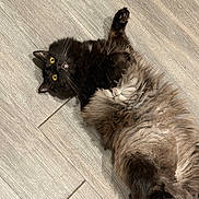 Felix Alexander is registered to the contest to win money with this photo: cat, fluffy, yellow_eyes, black_fur, brown_fur, lying_down, wooden_floor, pet, domestic_cat, whiskers, paw, curious, indoor, feline, cute, relaxed, fur, animal, mammal, playful