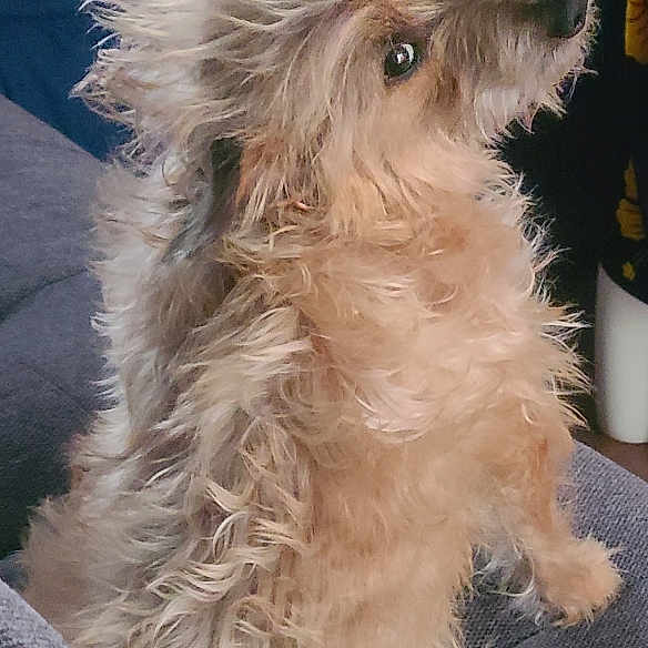Pico Frederico Kennedy