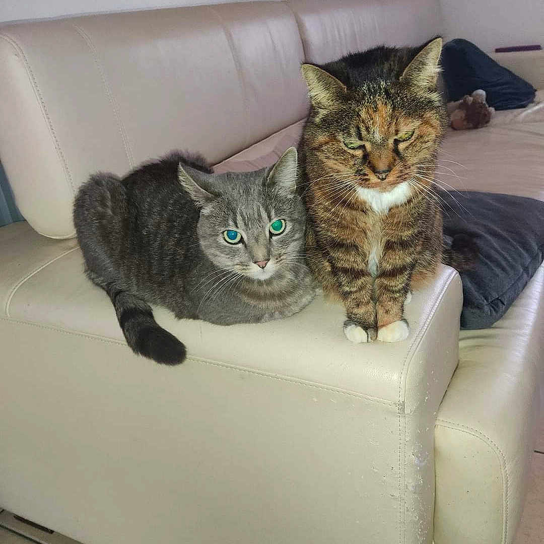 Gandalf Et Minette