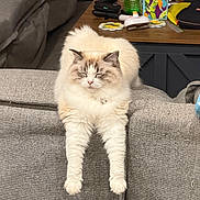 Duchess joined the competition — help win amazing prizes! cat, fluffy, relaxed, stretching, couch, gray, furniture, indoor, household_items, table, cozy, pet, cream_colored, long_hair, legs_stretched, closed_eyes, domestic, living_room, relaxation, comfortable