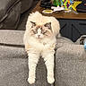 cat, fluffy, relaxed, stretching, couch, gray, furniture, indoor, household_items, table, cozy, pet, cream_colored, long_hair, legs_stretched, closed_eyes, domestic, living_room, relaxation, comfortable