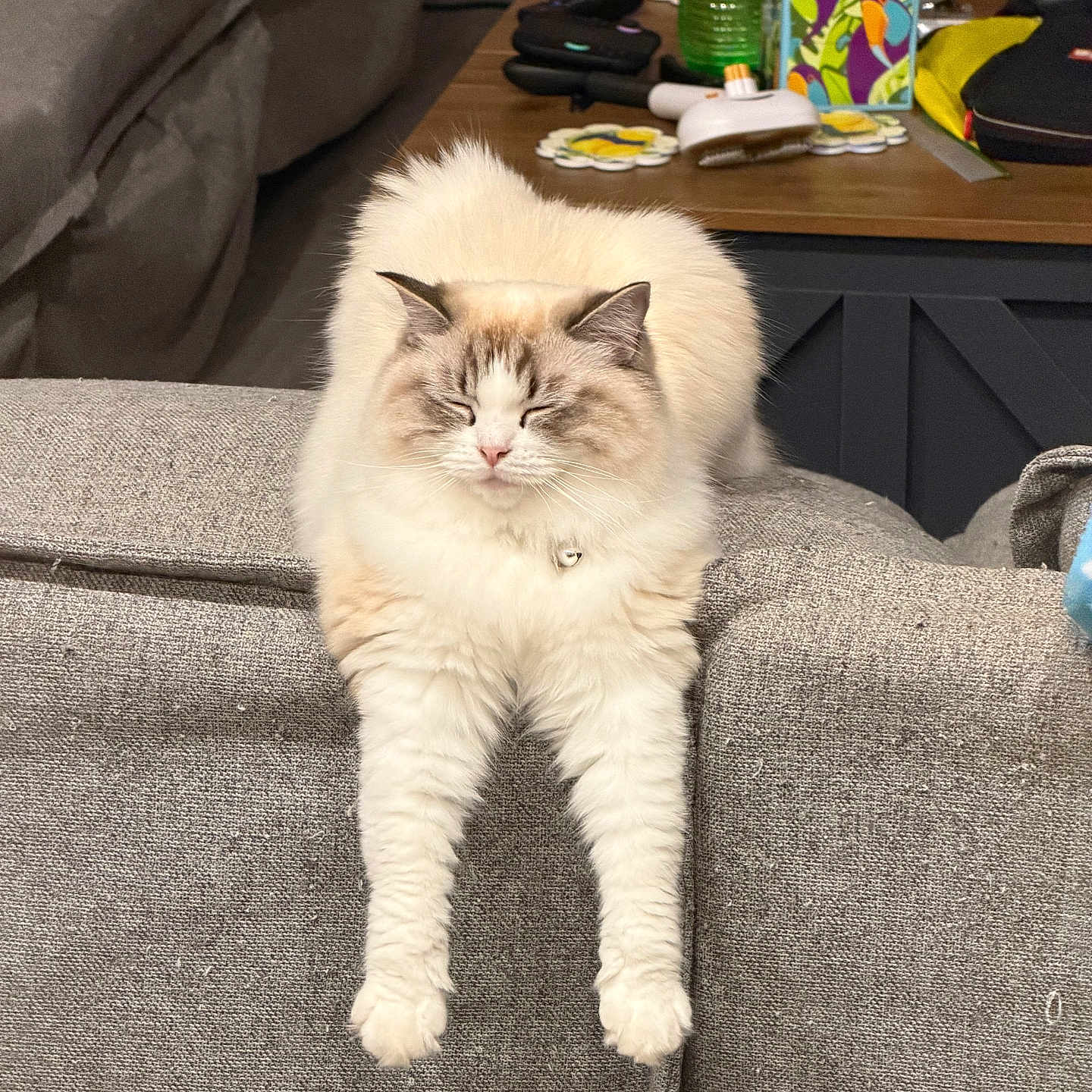 Duchess