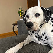Grey is registered to the contest to win money with this photo: animal, black_and_white, close_up, couch, dalmatian, dog, furniture, gazing, home, indoor, lemon, living_room, lying_down, pet, photography, plant, portrait, relaxed, spotted_dog, wood_floor
