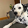animal, black_and_white, close_up, couch, dalmatian, dog, furniture, gazing, home, indoor, lemon, living_room, lying_down, pet, photography, plant, portrait, relaxed, spotted_dog, wood_floor