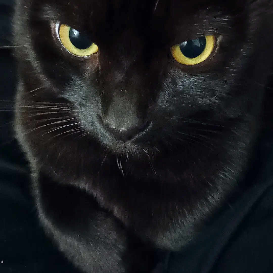 Kylo