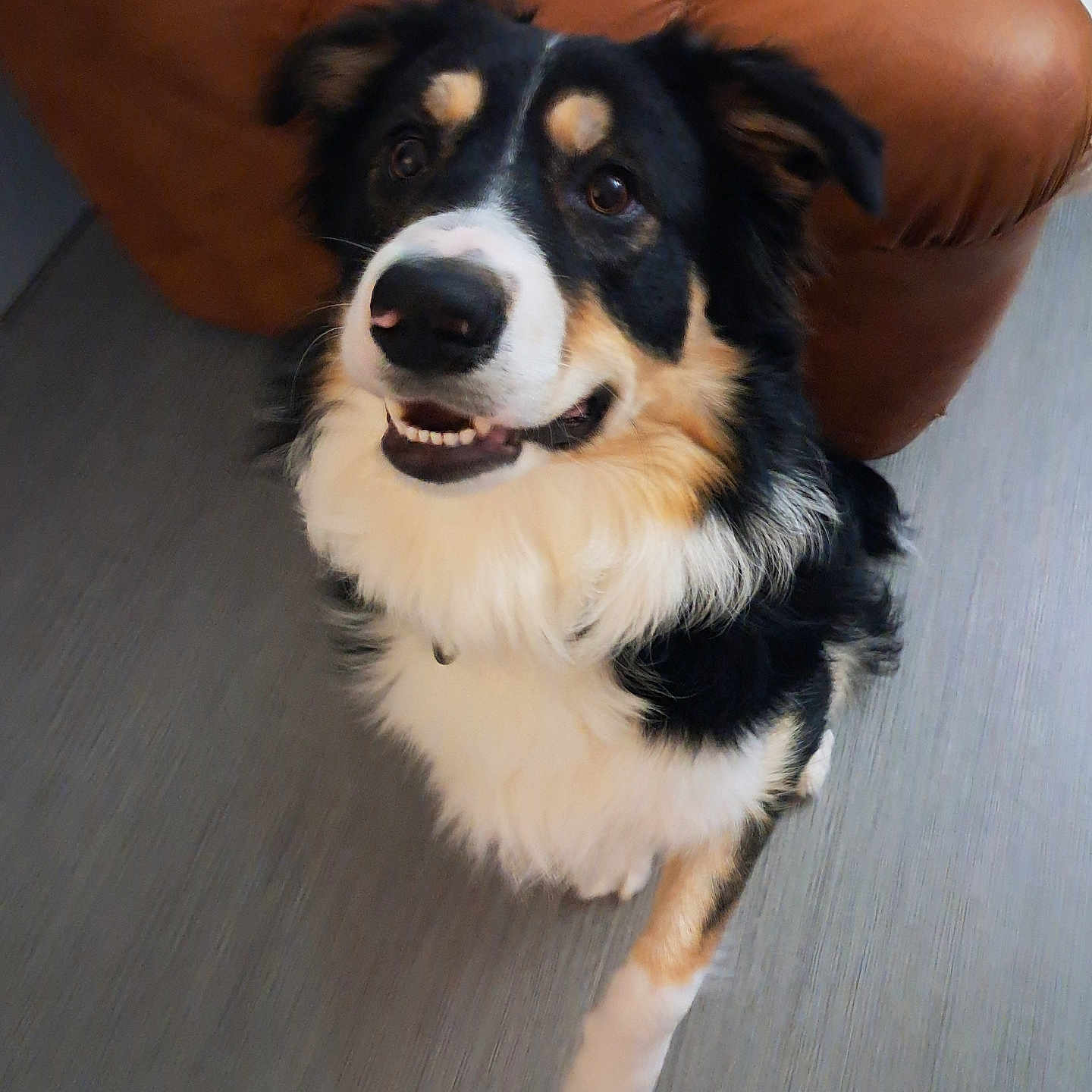 Vince a rejoint le concours — aidez-le/la à gagner de superbes lots ! animal, architecture, armchair, building, canine, chair, cockerspaniel, collie, couch, cushion, dog, furniture, homedecor, hound, husky, indoors, livingroom, pet, puppy, room