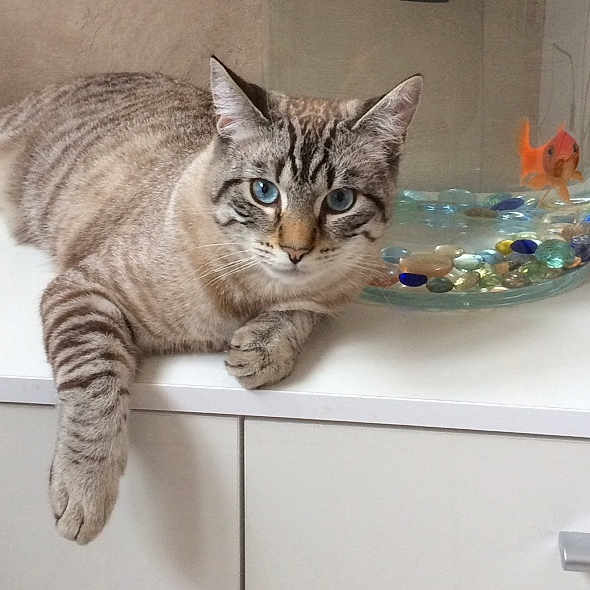 Mallow participe au concours pour gagner de l'argent avec cette photo : aegean_cat, american_shorthair, asian, california_spangled, cat, cat_like_mammal, domestic_short_haired_cat, dragon_li, european_shorthair, fur, kitten, pixie_bob, small_to_medium_sized_cats, tabby_cat, whiskers