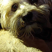 Rocky is registered to the contest to win money with this photo: dog, close_up, fluffy, light_colored, fur, eyes, pet, animal, portrait, cute, indoors, warm_light, whiskers, nose, face, mammal, friendly, companion, adorable, canine