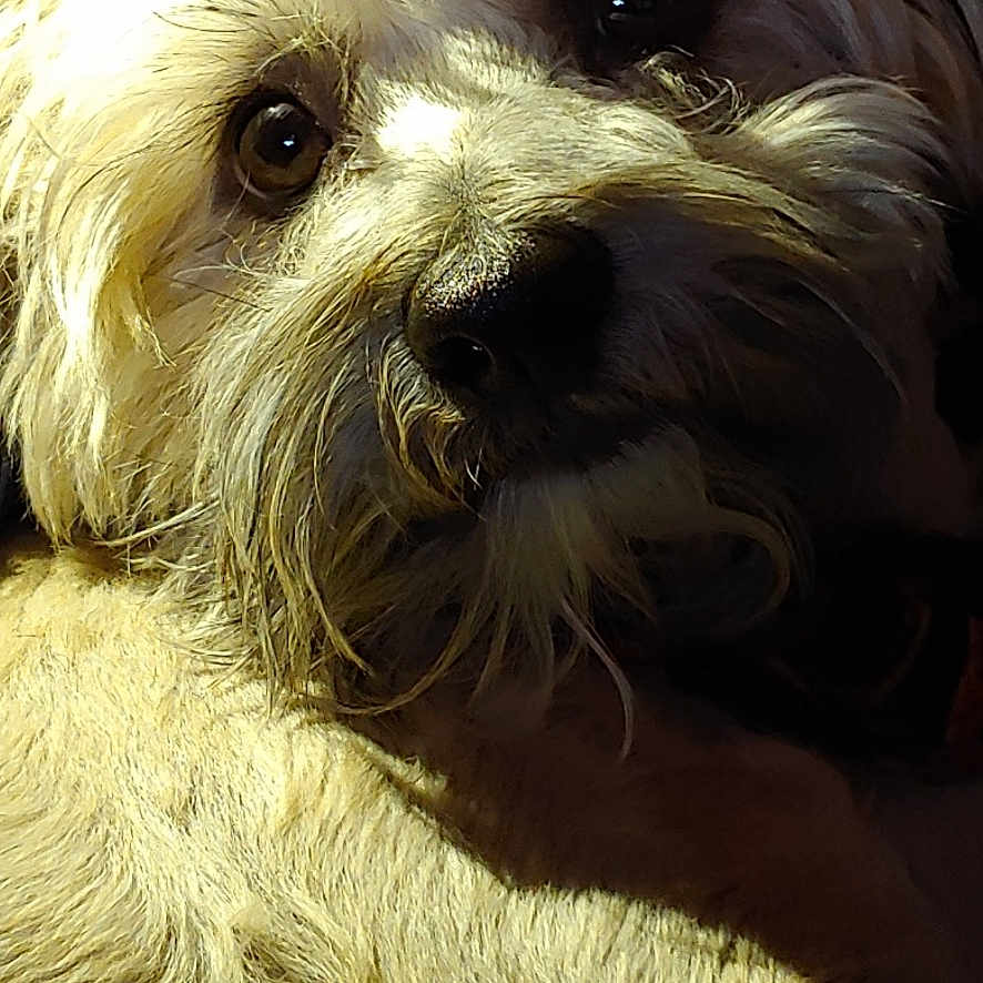 Rocky is registered to the contest to win money with this photo: adorable, animal, canine, close_up, companion, cute, dog, eyes, face, fluffy, friendly, fur, indoors, light_colored, mammal, nose, pet, portrait, warm_light, whiskers