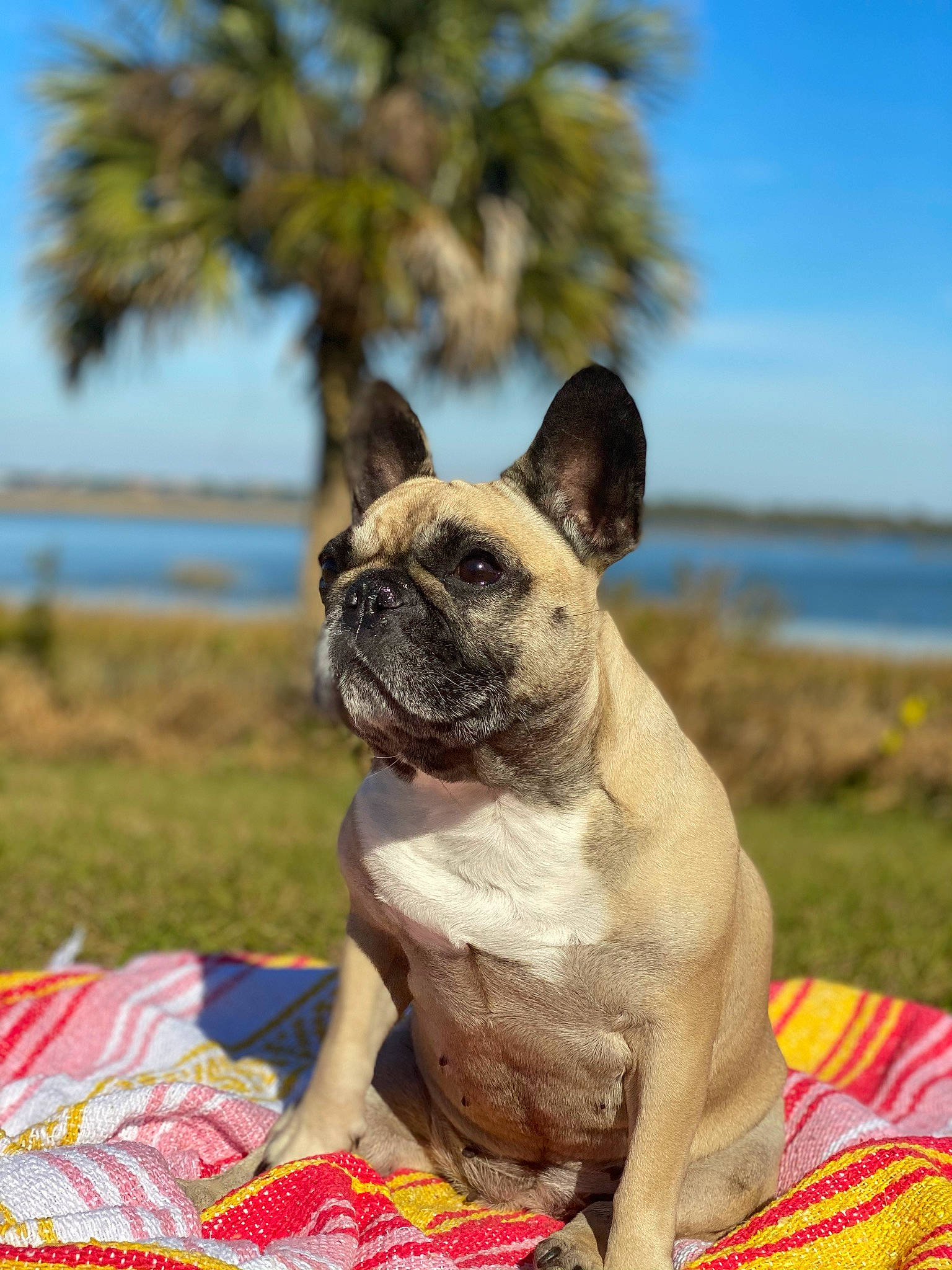 Luna is registered to the contest to win money with this photo: bulldog, canidae, carnivore, comfort, companion_dog, dog, dog_breed, fawn, grass, leisure, plant, sky, snout, sporting_group, terrestrial_animal, toy_dog, tree, water, whiskers, wrinkle