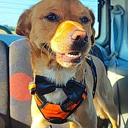 Milo participe au concours pour gagner de l'argent avec cette photo :