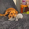 Milo a rejoint le concours — aidez-le/la à gagner de superbes lots ! animal, blanket, brown_dog, carpet, childrens_toy, couch, cozy, curtain, cute, dog, furniture, home, indoor, pet, puppy, relaxed, resting, stuffed_toy, toy, window