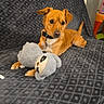 Milo a rejoint le concours — aidez-le/la à gagner de superbes lots ! animal, blanket, brown_dog, collar, comfort, couch, dog, ears, fur, furniture, home, indoor, looking_away, pet, plush_toy, relaxed, sloth_toy, soft_toy, tail, toy
