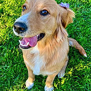 Arwen is registered to the contest to win money with this photo: dog, golden_retriever, pet, animal, grass, outdoor, portrait, close_up, sitting, smiling, happy, open_mouth, tongue, teeth, floppy_ears, fur, golden_coat, purple_flower, garden, sunlight