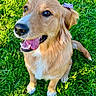dog, golden_retriever, pet, animal, grass, outdoor, portrait, close_up, sitting, smiling, happy, open_mouth, tongue, teeth, floppy_ears, fur, golden_coat, purple_flower, garden, sunlight