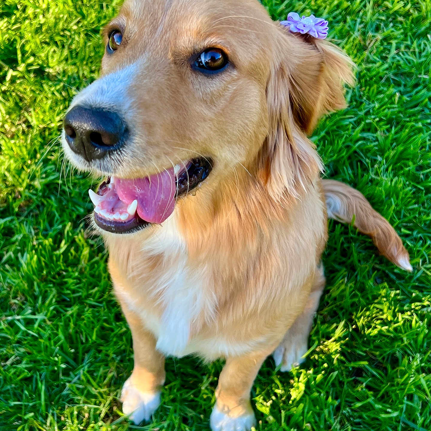 Arwen