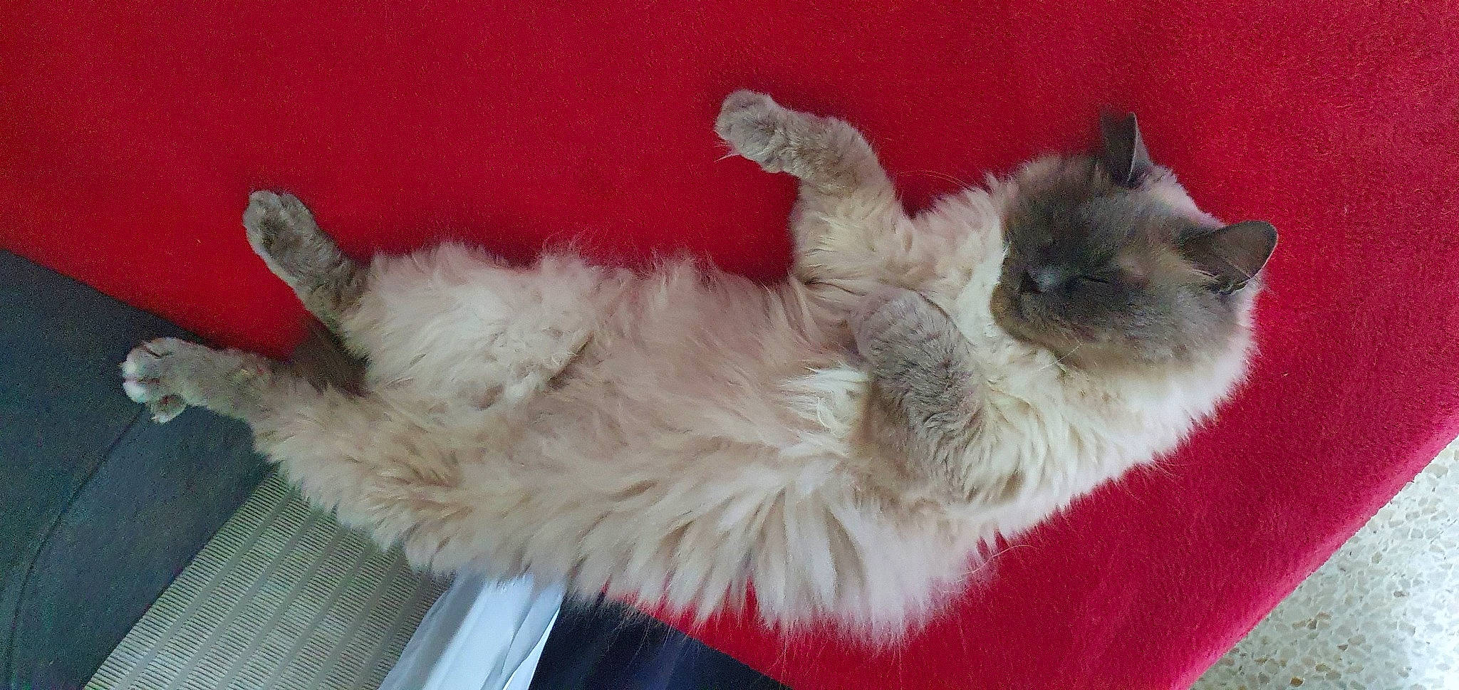 Moustyk a rejoint le concours — aidez-le/la à gagner de superbes lots ! british_longhair, canidae, carnivore, cat, cat_bed, cat_supply, cat_toy, claw, comfort, companion_dog, dog_breed, fawn, felidae, fur, nap, paw, small_to_medium_sized_cats, snout, tail, whiskers