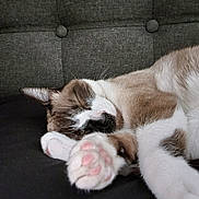 Bleu is registered to the contest to win money with this photo: animal, cat, close_up, couch, cozy, cute, domestic_animal, feline, fur, gray_couch, indoor, paw, paw_in_foreground, pet, pink_paw_pads, relaxation, resting, sleeping, soft, whiskers