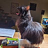 Nina participe au concours pour gagner de l'argent avec cette photo : cat, black_cat, yawning, container, tray, table, indoor, paper, television, furniture, artwork, light, whiskers, ears, fur, domestic_animal, pet, household, wood, relaxing