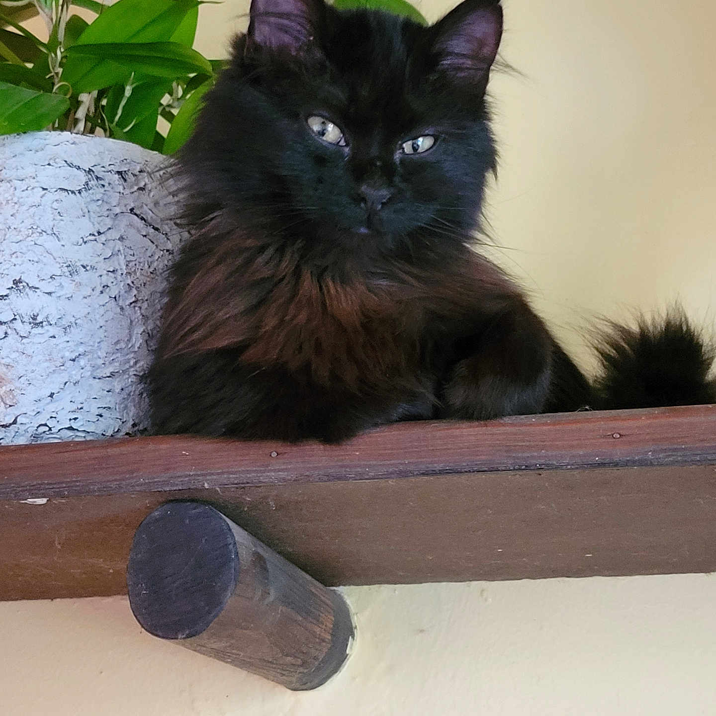 Nina a rejoint le concours — aidez-le/la à gagner de superbes lots ! cat, black_cat, fluffy, pet, animal, indoor, plant, potted_plant, green_leaves, wooden_shelf, relaxed, feline, cute, fur, portrait, eyes, resting, houseplant, domestic, cozy