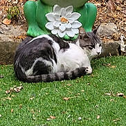 Martin participe au concours pour gagner de l'argent avec cette photo : cat, grass, garden, statue, frog_statue, flower, outdoor, animal, relaxing, nature, green, white, grey, black, leaf, rock, pet, cute, resting, sculpture