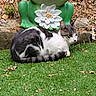 cat, grass, garden, statue, frog_statue, flower, outdoor, animal, relaxing, nature, green, white, grey, black, leaf, rock, pet, cute, resting, sculpture