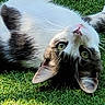 Martin participe au concours pour gagner de l'argent avec cette photo : cat, animal, pet, grass, outdoor, green_eyes, white_fur, black_spots, ears, whiskers, relaxed, sunlight, nature, cute, feline, lying_down, close_up, playful, portrait, daylight