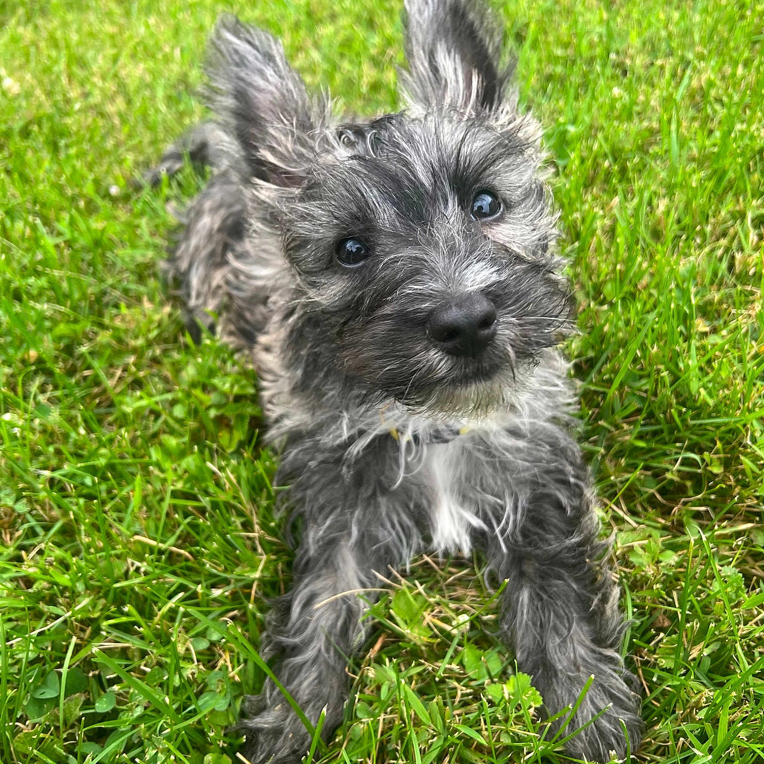 Seamus