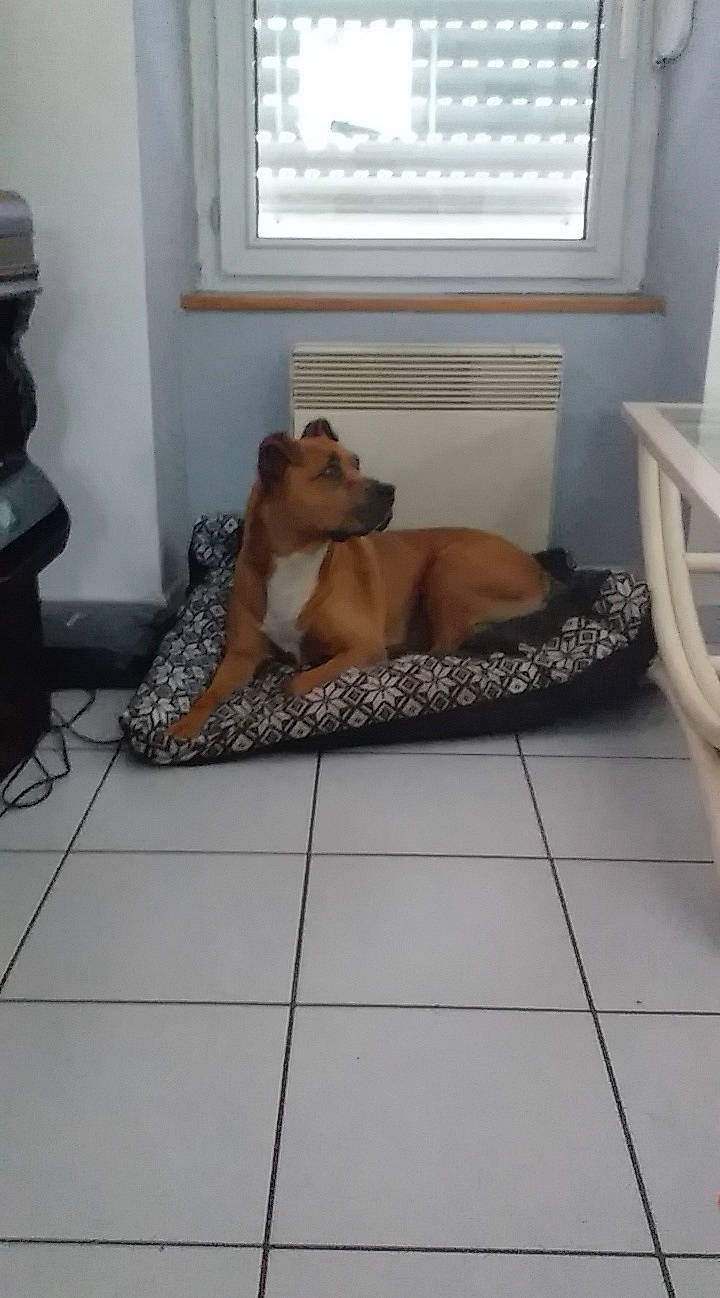 Djina participe au concours pour gagner de l'argent avec cette photo : black_mouth_cur, boerboel, broholmer, canidae, carnivore, dog, dog_breed, fawn, floor, flooring, rhodesian_ridgeback, tile