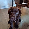 puppy, dog, chocolate_labrador, wooden_floor, indoor, pet, cute, young_dog, animal, table, brown_fur, looking_up, flooring, home_interior, canine, portrait, small_dog, adorable, domestic_animal, furniture