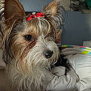 Cooper is registered to the contest to win money with this photo: dog, small_dog, bow, red_bow, bed, blanket, fur, ears, pet, indoor, animal, cute, portrait, looking_away, wall_art, blue_wall, cozy, home, companion, fluffy