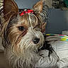 dog, small_dog, bow, red_bow, bed, blanket, fur, ears, pet, indoor, animal, cute, portrait, looking_away, wall_art, blue_wall, cozy, home, companion, fluffy