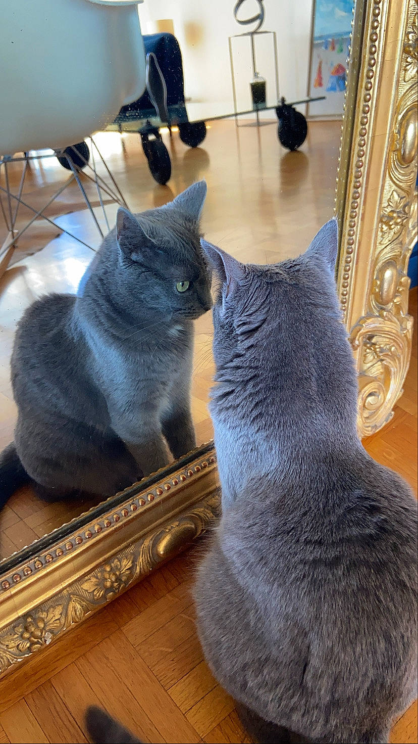 Coquillette participe au concours pour gagner de l'argent avec cette photo : asian, british_shorthair, carnivore, cat, chartreux, domestic_short_haired_cat, european_shorthair, fawn, felidae, korat, mammal, nebelung, russian_blue, small_to_medium_sized_cats, snout, whiskers, wood