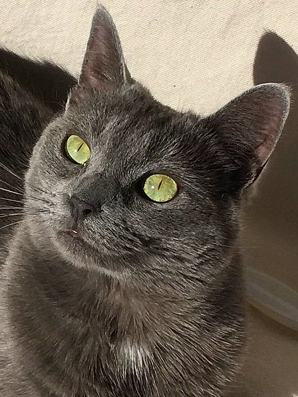 Coquillette a rejoint le concours — aidez-le/la à gagner de superbes lots ! asian, black_cat, british_shorthair, burmese, carnivore, cat, chartreux, domestic_short_haired_cat, european_shorthair, eye, felidae, korat, mammal, nebelung, russian_blue, small_to_medium_sized_cats, snout, vertebrate, whiskers