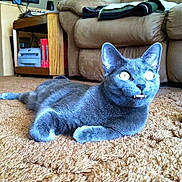 Gem is registered to the contest to win money with this photo: cat, gray_cat, carpet, living_room, couch, lamp, wooden_shelf, electronics, books, pet, feline, indoor, curious, lying_down, fur, bright_eyes, fangs, home, cozy, animal