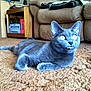 animal, books, bright_eyes, carpet, cat, couch, cozy, curious, electronics, fangs, feline, fur, gray_cat, home, indoor, lamp, living_room, lying_down, pet, wooden_shelf
