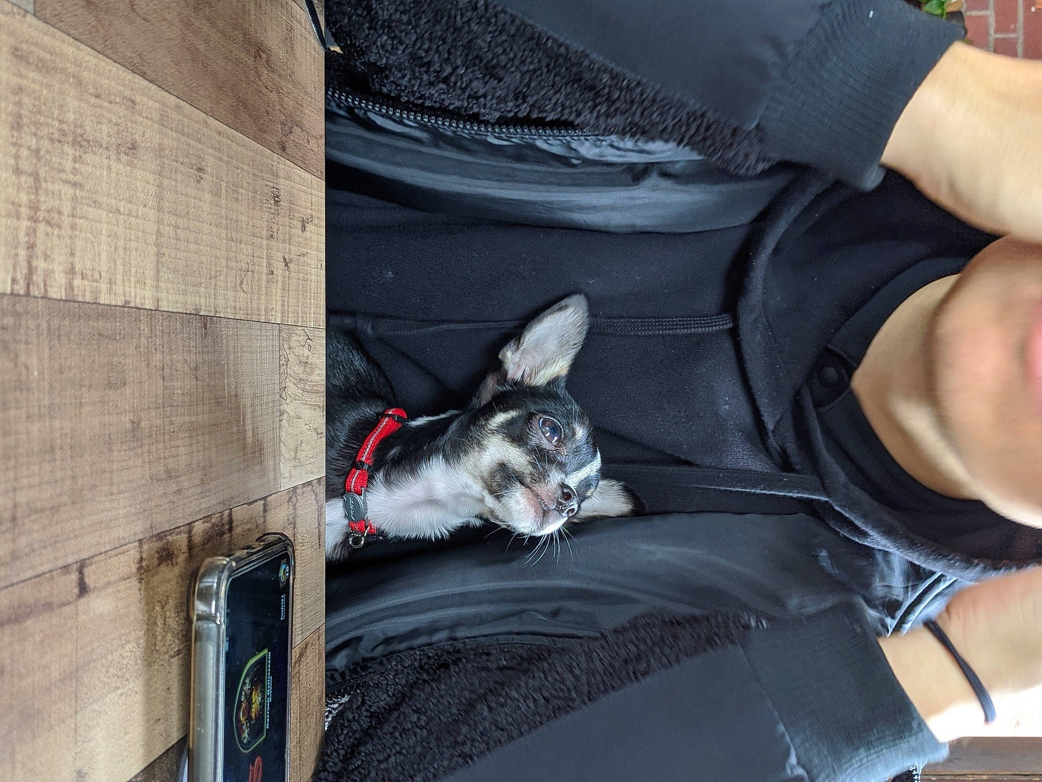 Chico joined the competition — help win amazing prizes! canidae, carnivore, cat, felidae, leash, leg, small_to_medium_sized_cats