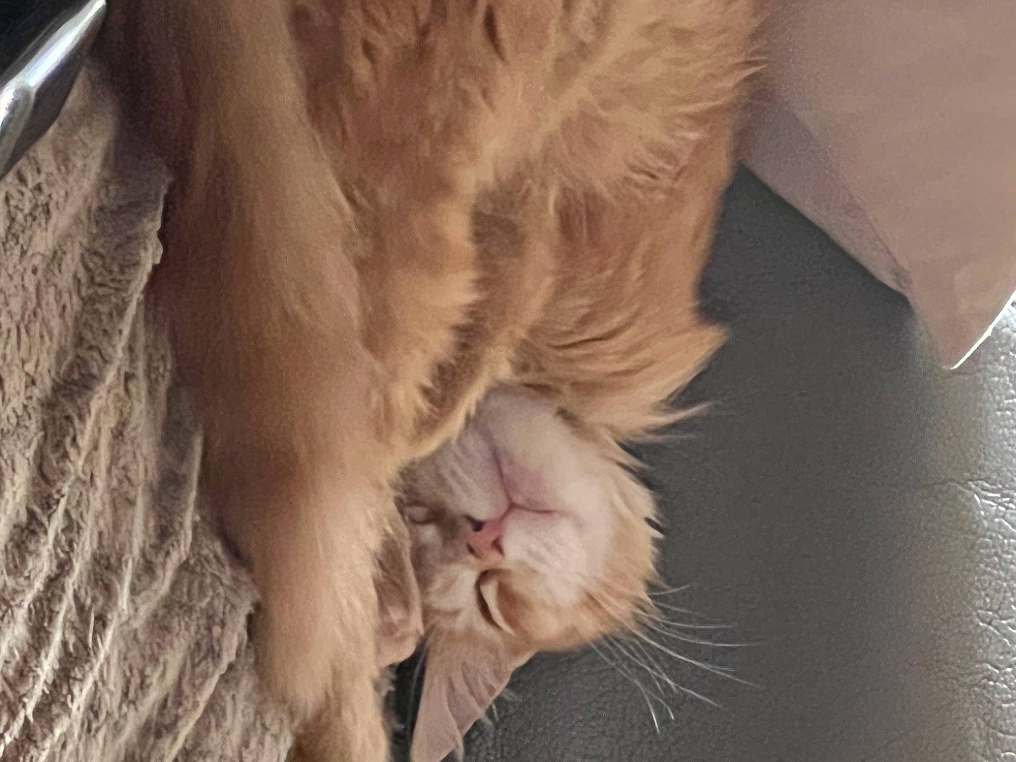 Rouxy participe au concours pour gagner de l'argent avec cette photo : canidae, carnivore, cat, claw, comfort, companion_dog, dog_breed, fang, fawn, feather, felidae, fur, paw, small_to_medium_sized_cats, snout, sporting_group, tail, whiskers, window, wood