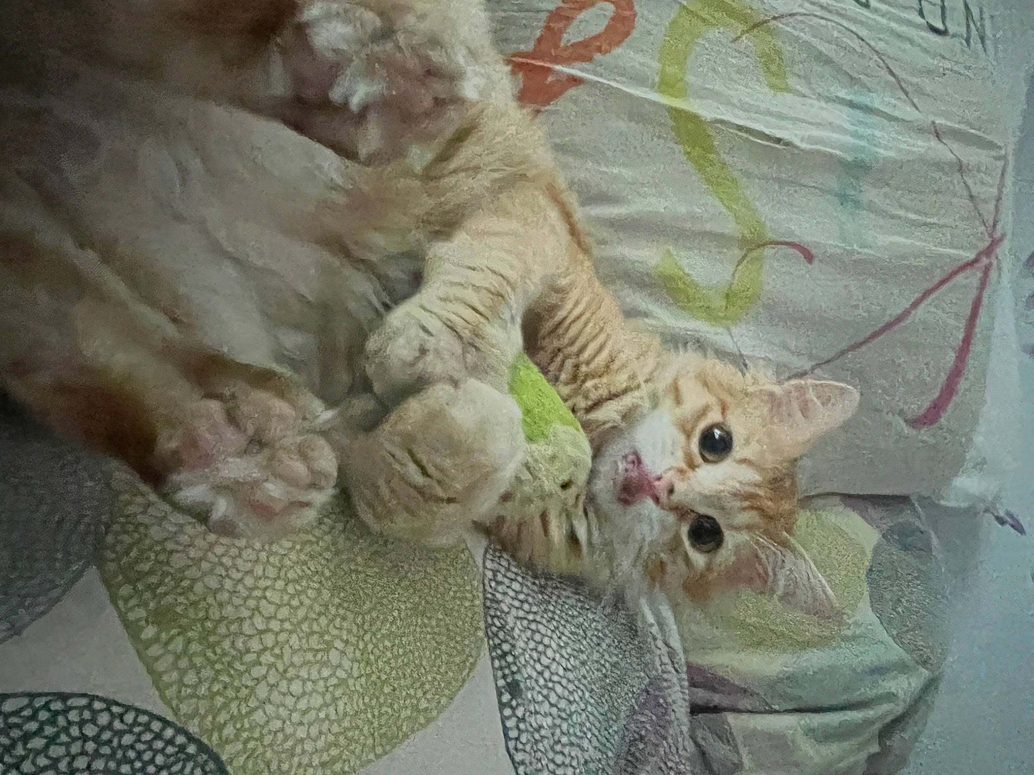 Rouxy a rejoint le concours — aidez-le/la à gagner de superbes lots ! art, carnivore, cat, claw, domestic_short_haired_cat, fawn, felidae, fur, linens, nap, pattern, paw, plant, small_to_medium_sized_cats, snout, tail, terrestrial_animal, textile, whiskers, wildlife