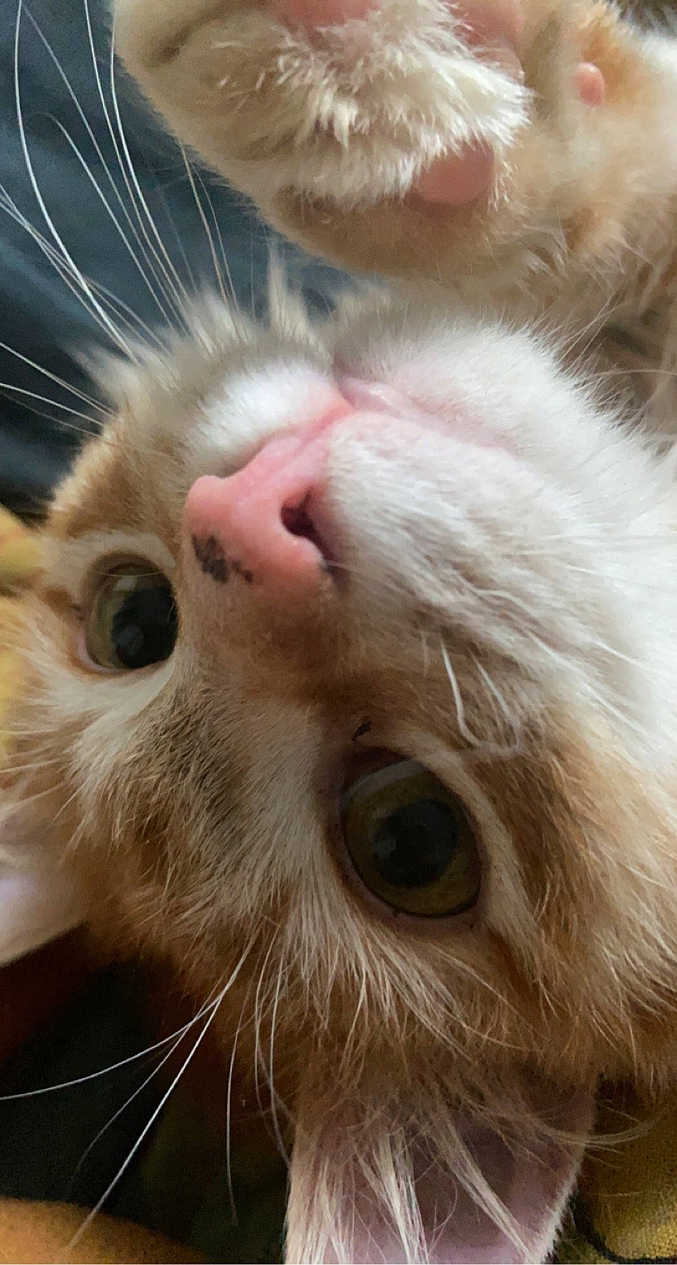 Rouxy a rejoint le concours — aidez-le/la à gagner de superbes lots ! balinese, carnivore, cat, claw, close_up, domestic_short_haired_cat, ear, eyelash, fawn, felidae, fur, nose, paw, small_to_medium_sized_cats, snout, tail, terrestrial_animal, thai, whiskers, wildlife