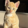 kitten, cat, ginger_cat, feline, young_animal, pet, indoor, sunlight, portrait, animal_face, whiskers, ears, tail, fur, cute, domestic_animal, sitting, closeup, soft_light, curious