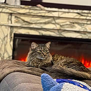 Milliana is registered to the contest to win money with this photo: ambient_light, blanket, cat, couch, cozy, fireplace, fur, green_eyes, indoor, living_room, mantle, marble_mantel, pet, pet_portrait, plush_toy, relaxed, snack_bag, tabby_cat, water_bottle, whiskers