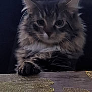 Cucu participe au concours pour gagner de l'argent avec cette photo : cat, fluffy, paw, table, golden_leaf_pattern, indoor, pet, feline, close_up, fur, muzzle, whiskers, ears, dark_background, domestic_animal, animal, resting, cute, furry, face
