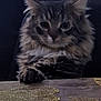 cat, fluffy, paw, table, golden_leaf_pattern, indoor, pet, feline, close_up, fur, muzzle, whiskers, ears, dark_background, domestic_animal, animal, resting, cute, furry, face