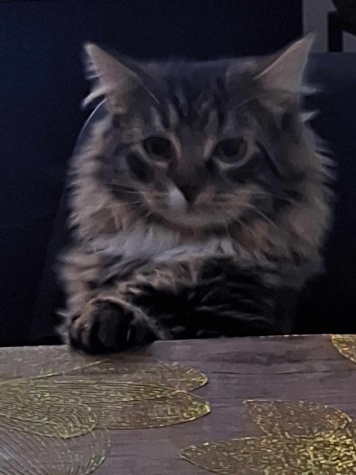 Cucu participe au concours pour gagner de l'argent avec cette photo : cat, fluffy, paw, table, golden_leaf_pattern, indoor, pet, feline, close_up, fur, muzzle, whiskers, ears, dark_background, domestic_animal, animal, resting, cute, furry, face