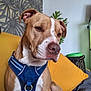 dog, brown_dog, blue_harness, couch, yellow_pillow, plant, indoor, pet, canine, fur, ears, snout, seated, relaxed, domestic_animal, houseplant, wallpaper, living_room, closeup, companion
